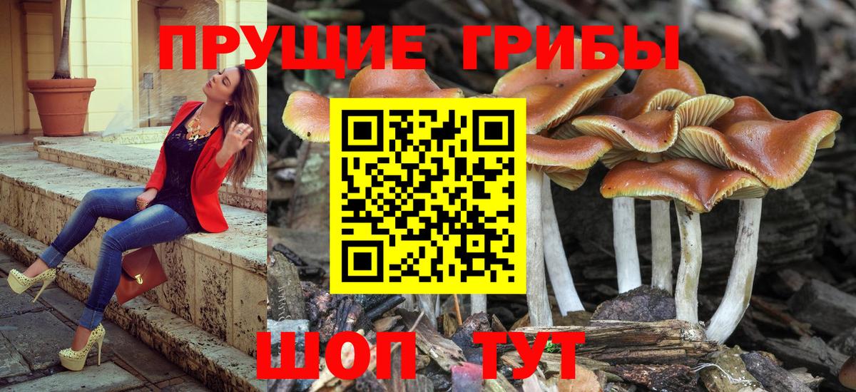 Псилоцибиновые грибы Psilocybe  магазин  наркотиков  Бахчисарай 